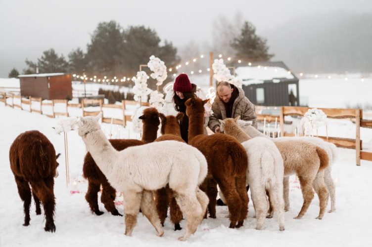 Ніжне освідчення з альпаками